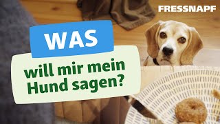 Körpersprache beim Hund  Hunde richtig verstehen [upl. by Natsirt]