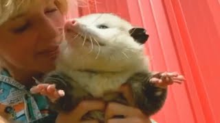 Rescued ratsized opossum grows to be a fluff monster [upl. by Ianahs522]