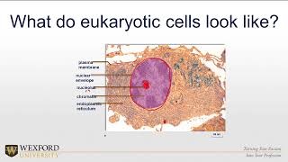 Prokaryotic and Eukaryotic Cells  Health Coach Education [upl. by Chiou]