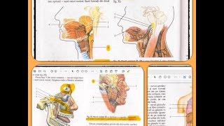 12 SISTEMUL NERVOS part 7 [upl. by Alimac565]