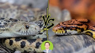 Corn Snake vs Gopher Snake  Head To Head [upl. by Ribble]