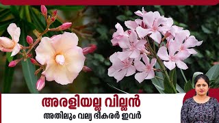 അരളിയല്ല വില്ലൻ അതിലും വല്യ ഭീകരർ ഇവർ  Nerium flower  Kerala [upl. by Eustacia]