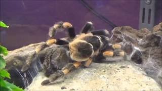 Vogelspinne Brachypelma smithi häutet sich Zeitraffer [upl. by Dorise489]