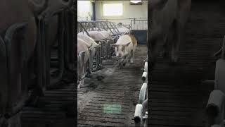 Pigs Farm WITHME shorts epicfarm pigging [upl. by Ssew]