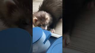 Les jeux d’intelligence c’est les doigts dans le nez😂🫶🏻 furet furets ferret ferrets funny [upl. by Maurreen]