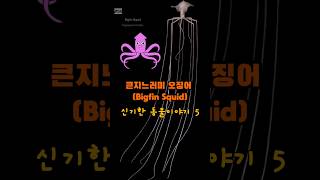 큰지느러미오징어 Bigfin Squid 신기한동물이야기 신비한동물사전 magnapinna [upl. by Ordnazil]