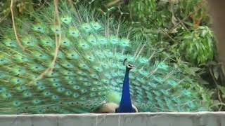 Magnificent Peacock Dance  Peacock Voice [upl. by Editha259]