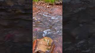 Fishy Fishy Kokanee Salmon Run [upl. by Lecirg190]