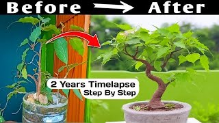 Timelapse Guide Creating A Bonsai From Start To Finish [upl. by Eniamart]