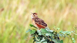 Rufousnaped Lark Singing [upl. by Nirtiak]