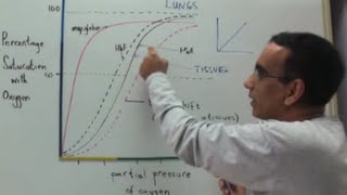 Oxygen Dissociation Curves and Transport of Oxygen and Carbon Dioxide [upl. by Mahseh]