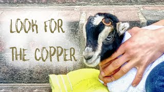 How To Disbud Baby Goats with A Hot Iron [upl. by Ettenot]