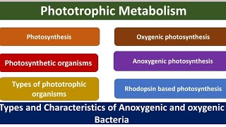 Phototrophic metabolism  Photosynthesis  Phototrophs  Types  Oxygenic  Anoxygenic  Rhodopsin [upl. by Horn368]