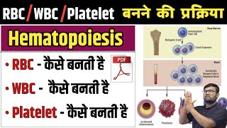 Haematopoiesis  हिमॅटोपोयेसिस  RBC  WBC  Platelet  Erythropoiesis  Leucopoiesis  Blood  Cell [upl. by Yasmeen]