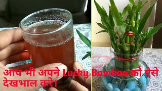 Lucky bamboo care and root treatment in Hindi [upl. by Tobit427]