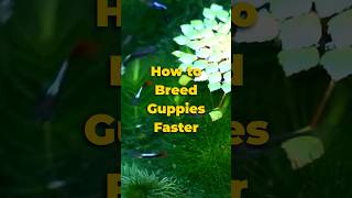 How to Breed Guppies Faster 🐠 shorts guppy [upl. by Eatnohs]