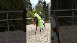 Easy steps to bombproof your horse❤️ shorts horse horseriding [upl. by Ranzini]