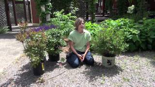 How to Prune Lilacs  Mickman Brothers Landscape Maintenance [upl. by Landers]