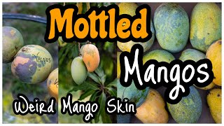 Mottled Mangos  Weird Mango Skin [upl. by Figueroa]