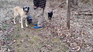 Pup Pups First Big Dog Walk On Our Property [upl. by Belldas]