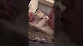 funny meaow catfunny cats funnycat catlover catvideos pets [upl. by Benisch]