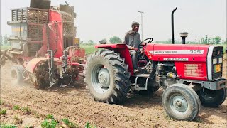 Sugar beet Harvester Machine Thailand made working with Massey Ferguson Tractor [upl. by Bowlds]