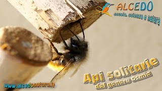 Un ostello per api solitarie  Osmia sp [upl. by Zachariah663]