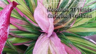 Growing Cordyline fruticosa  Hawaiian Ti Plants [upl. by Gastineau]