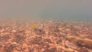 Eilat exploring the bottom of the beach Эйлат исследую дно пляжа [upl. by Eserahc]