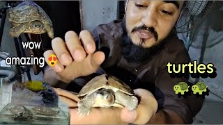 BHAI NE DIYA SURPRISE  AMAZING TURTLES  CHINTU AUR MINTU😎 [upl. by Nila905]