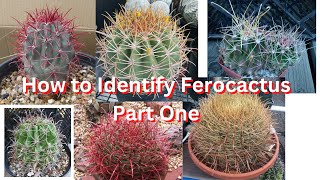 How to Identify Ferocactus Species Part One [upl. by Auqinehs78]