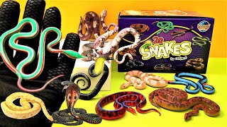 Snakes Serpientes Peligrosas [upl. by Nnairol]