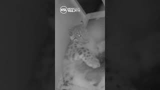 Baby snow leopards welcomed at Utahs Hogle Zoo [upl. by Noraj]