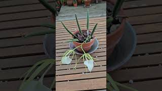 Brassavola nodosa orchid houseplants [upl. by Goldi]