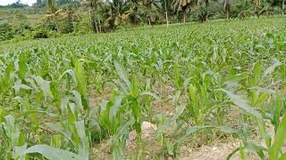 Sweet Corn Farm At Provinces Cebu Philippines ProvinceGardensLifestyle [upl. by Eidod]