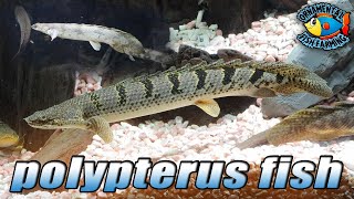 The Ornate Bichir Polypterus ornatipinnis  polypterus fish [upl. by Meter742]