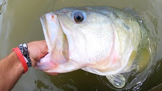 BASS OF A LIFETIME in a CITY POND [upl. by Fenella]