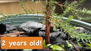 Two Years Old Giant Sequoia tree Grown from Seed 2 years timelapse [upl. by Rafter]