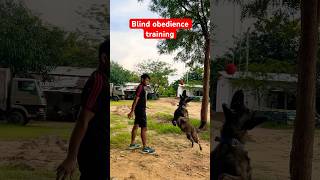 Dutch shepherd training ❤️ youtubeshorts shortsfeed belgianmalinois viralvideo trending love [upl. by Alyssa]