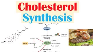 Cholesterol Synthesis  How Our Bodies Make Cholesterol [upl. by Akeenahs]