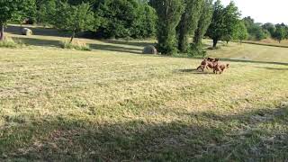 Three Irish Terriers on their morning walk [upl. by Ahcorb]