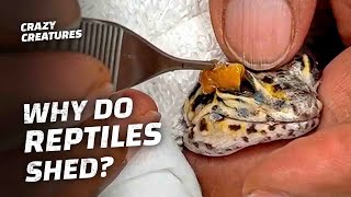 How I Helped This Reptile Shed Their Skin [upl. by Converse856]