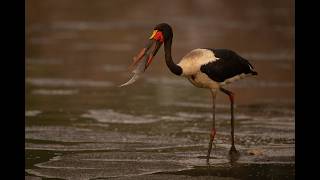 Saddlebilled stork tries to pick up catfish [upl. by Bea]