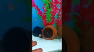 Polar Parrot Fish Breeding Setup 🤩🤩 shorts short shortvideo shortsfeed shortsvideo fishpond [upl. by Ligriv]