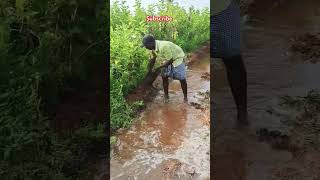 ☘️☘️☘️இளம் விவசாயிக்கு ஒரு லைக் amp subscribe பன்னுங்க மக்களே 🙏🙏shortfeed vivasayi shorts song [upl. by Yevad370]