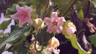 Araujia sericifera pianta della setaPlant of the silk [upl. by Imak996]