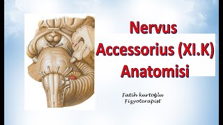 Nervus Accessorius  Neuroanatomy  Nöroanatomi Konu Anlatımı 25 [upl. by Enilrem3]