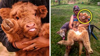 Highland Cattle Calves Are The Most Adorable And Cuddly Cows You Will Ever See [upl. by Okia]