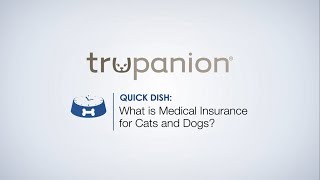 Quick Dish  Medical Insurance for Cats and Dogs [upl. by Obbard174]