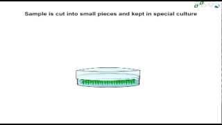 What is Plant Tissue Culture [upl. by Gaelan]